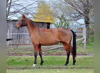 Kisberer, Ruin, 11 Jaar, 160 cm, Brauner