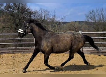 Kisberer, Ruin, 15 Jaar, 171 cm, Donkerbruin