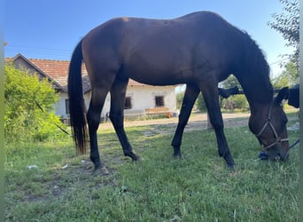 Kisberer, Ruin, 3 Jaar, 164 cm, Donkerbruin