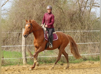 Kisberer, Ruin, 4 Jaar, 163 cm, Vos