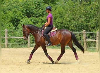 Kisberer, Ruin, 4 Jaar, 165 cm, Donkerbruin