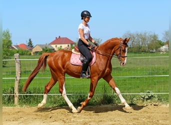 Kisberer, Ruin, 4 Jaar, 169 cm, Donkere-vos