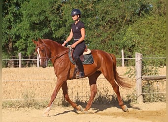 Kisberer, Ruin, 4 Jaar, 170 cm, Donkere-vos