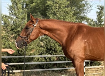 Kisberer, Ruin, 5 Jaar, 162 cm, Donkere-vos