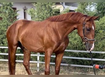 Kisberer, Ruin, 5 Jaar, 162 cm, Donkere-vos