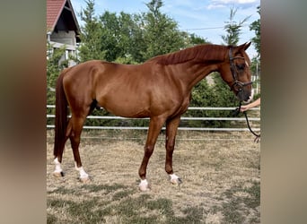 Kisberer, Ruin, 5 Jaar, 162 cm, Donkere-vos