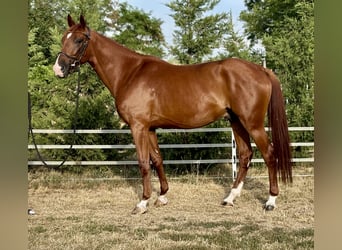 Kisberer, Ruin, 5 Jaar, 162 cm, Donkere-vos