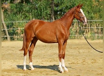 Kisberer, Stute, 1 Jahr, 145 cm, Dunkelfuchs