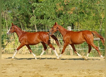 Kisberer, Stute, 1 Jahr, 145 cm, Dunkelfuchs
