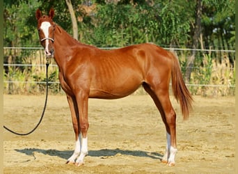Kisberer, Stute, 1 Jahr, 145 cm, Dunkelfuchs