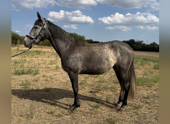 Kisberer, Stute, 3 Jahre, 178 cm, Schimmel