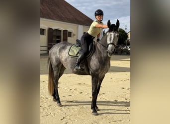 Kisberer, Stute, 3 Jahre, 178 cm, Schimmel