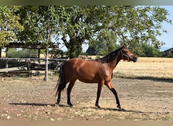 Kisberer Mix, Stute, 4 Jahre, Dunkelbrauner