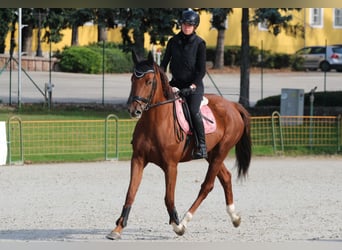 Kisberer, Stute, 5 Jahre, 170 cm, Dunkelfuchs