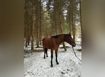 Kisberer, Wallach, 12 Jahre, 165 cm, Brauner