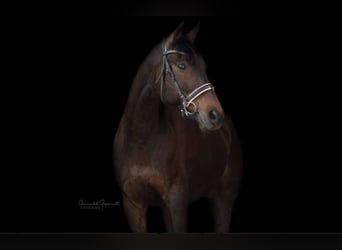 Kisberer, Wallach, 12 Jahre, 170 cm, Brauner