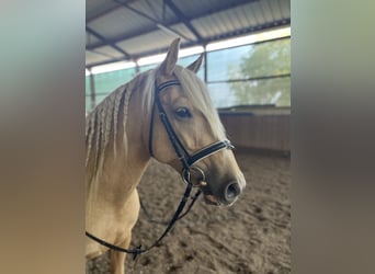 Kisberer, Wallach, 4 Jahre, 160 cm, Palomino