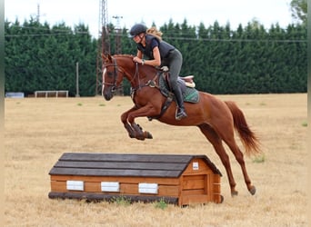 Kisberer, Wallach, 4 Jahre, 163 cm