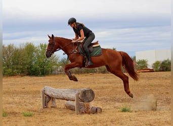 Kisberer, Wallach, 4 Jahre, 163 cm