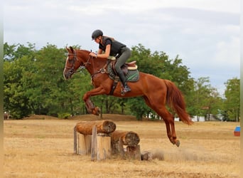 Kisberer, Wallach, 4 Jahre, 163 cm
