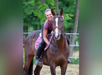 Kisberer, Wallach, 4 Jahre, 165 cm, Dunkelbrauner