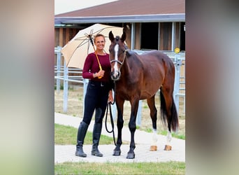 Kisberer, Wallach, 4 Jahre, 165 cm, Dunkelbrauner