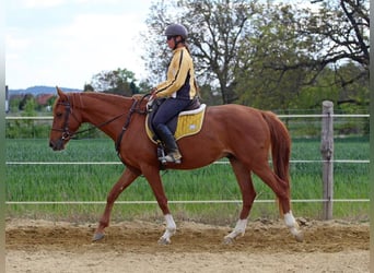 Kisberer, Wallach, 4 Jahre, 167 cm, Dunkelfuchs