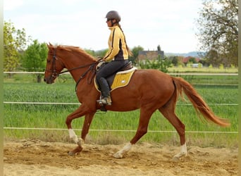 Kisberer, Wallach, 4 Jahre, 167 cm, Dunkelfuchs