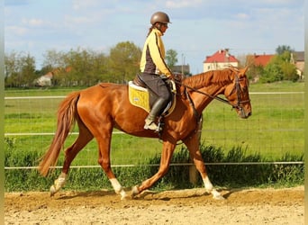 Kisberer, Wallach, 4 Jahre, 167 cm, Dunkelfuchs