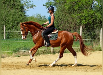 Kisberer, Wallach, 4 Jahre, 169 cm, Dunkelfuchs