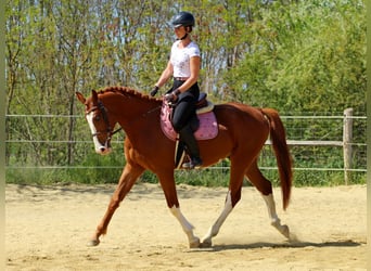 Kisberer, Wallach, 4 Jahre, 169 cm, Dunkelfuchs