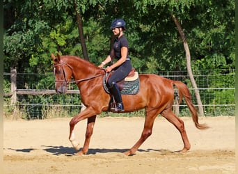 Kisberer, Wallach, 4 Jahre, 170 cm, Dunkelfuchs