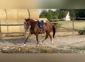 Kisberer, Wallach, 5 Jahre, 162 cm, Dunkelfuchs