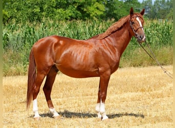 Kisberer, Wallach, 5 Jahre, 167 cm, Dunkelfuchs