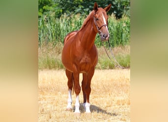 Kisberer, Wallach, 5 Jahre, 167 cm, Dunkelfuchs