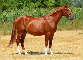 Kisberer, Wallach, 5 Jahre, 167 cm, Dunkelfuchs