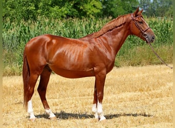 Kisberer, Wallach, 5 Jahre, 167 cm, Dunkelfuchs