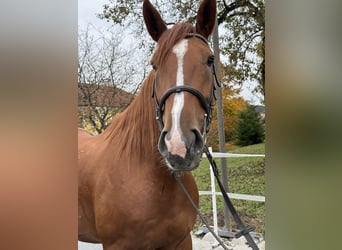 Kisberer, Wallach, 5 Jahre, 172 cm, Fuchs