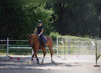 Kisberer, Wallach, 6 Jahre, 163 cm, Fuchs