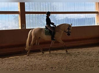 Kisberer, Wallach, 8 Jahre, 165 cm, Palomino