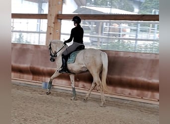 Kisberer, Wallach, 8 Jahre, 165 cm, Palomino