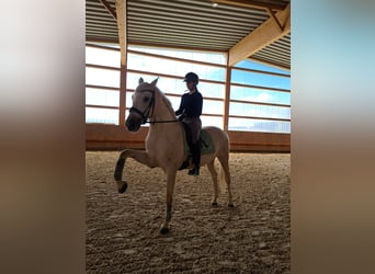 Kisberer, Wallach, 8 Jahre, 165 cm, Palomino