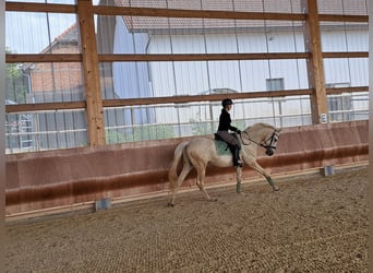 Kisberer, Wallach, 8 Jahre, 165 cm, Palomino