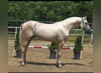 Kisberer, Wallach, 8 Jahre, 165 cm, Palomino