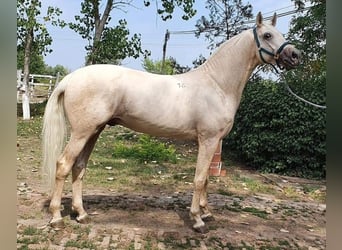 Kisberer, Wallach, 8 Jahre, 165 cm, Palomino