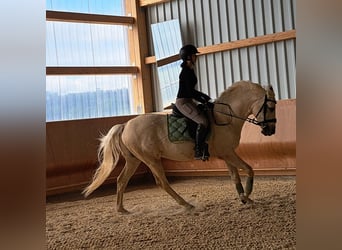 Kisberer, Wallach, 8 Jahre, 165 cm, Palomino