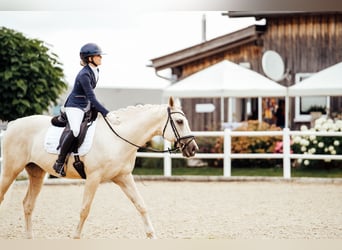 Kisberer, Wallach, 9 Jahre, 165 cm, Palomino
