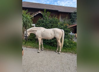 Kisberer, Wallach, 9 Jahre, 165 cm, Palomino