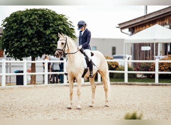 Kisberer, Wallach, 9 Jahre, 165 cm, Palomino