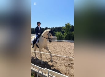 Kisberer, Wallach, 9 Jahre, 165 cm, Palomino